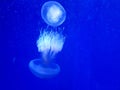 Papua jellyfish mastigias of the lagoon these jellyfish resemble the round bell, from which the four tentacles hang down Royalty Free Stock Photo