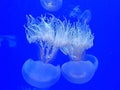 Papua jellyfish mastigias of the lagoon these jellyfish resemble the round bell, from which the four tentacles hang down Royalty Free Stock Photo