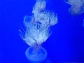 Papua jellyfish mastigias of the lagoon these jellyfish resemble the round bell, from which the four tentacles hang down Royalty Free Stock Photo