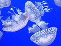 Papua jellyfish mastigias of the lagoon these jellyfish resemble the round bell, from which the four tentacles hang down Royalty Free Stock Photo