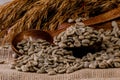 Papua New Guinea Organic PSC Raw Coffee Beans