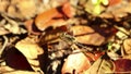 Papuan Dragonfly (Orthetrum serapia) standing in the branch