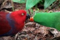 The Papuan eclectus, red-sided eclectus, or New Guinea eclectus Royalty Free Stock Photo