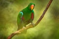 Papuan eclectus, red-sided eclectus, Eclectus polychloros), New Guinea Royalty Free Stock Photo