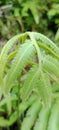 Papuan fern in tropical rain forest