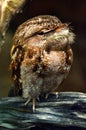 Papuan frogmouth Profile side view Royalty Free Stock Photo