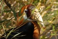 Papuan Hornbill