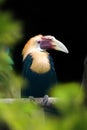 Papuan Hornbill, Blyth`s hornbill Rhyticeros plicatus. Beautiful jungle hornbill Royalty Free Stock Photo