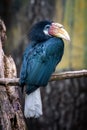 Papuan Hornbill, Blyth`s hornbill Rhyticeros plicatus. Beautiful jungle hornbill Royalty Free Stock Photo