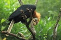 Papuan hornbill