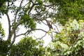Papuan Hornbill in Manusela National Park, Indonesia