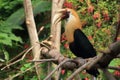 Papuan hornbill