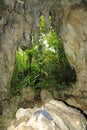 Papuan jungle seen from cave on Biak Island
