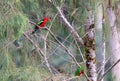 Papuan king parrot