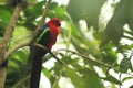 Papuan king parrot
