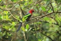 Papuan king parrot Royalty Free Stock Photo