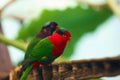 The Papuan lorikeet, also known as Stella`s lorikeet and Mount-Goliath lorikeet, Charmosyna papou or Charmosyna Stellae, sitting Royalty Free Stock Photo