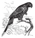 Papuan Lorikeet or Charmosyna papou vintage engraving Royalty Free Stock Photo