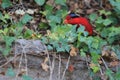 Papuan lorikeet Royalty Free Stock Photo