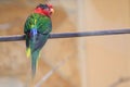 Papuan lorikeet Royalty Free Stock Photo