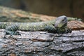 Papuan monitor Royalty Free Stock Photo