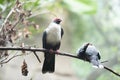 Papuan Mountain-pigeon -Gymnophaps albertisii