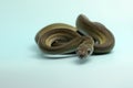A Papuan Olive Python is showing aggressive behavior.