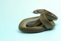 A Papuan Olive Python is showing aggressive behavior.