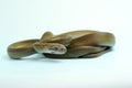 A Papuan Olive Python is showing aggressive behavior.
