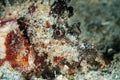 papuan scorpionfish fish on sand