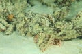 Papuan scorpionfish having rest