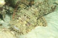 Papuan scorpionfish having rest