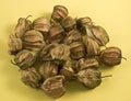 Papyrus fruit on Cream Background.