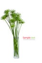 Papyrus green plant Royalty Free Stock Photo