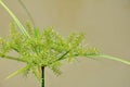Papyrus green plant Royalty Free Stock Photo