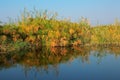 Papyrus on Kwando river Royalty Free Stock Photo
