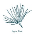 Papyrus Leaf Cyperus papyrus, Gift of the Nile, hand drawn doodle