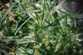 Papyrus leaf and flowers