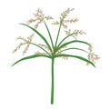 Papyrus or nile grass illustration, isolated plant vect Royalty Free Stock Photo