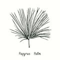 Papyrus palm frond. Ink black and white doodle drawing