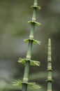 Papyrus plant detail Royalty Free Stock Photo