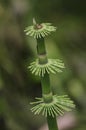 Papyrus plant detail Royalty Free Stock Photo