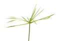 Papyrus plant Royalty Free Stock Photo