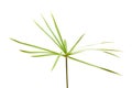 Papyrus plant Royalty Free Stock Photo
