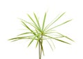 Papyrus plant Royalty Free Stock Photo