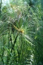 Papyrus plant, Namibia