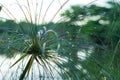 Papyrus plant reed grass by river