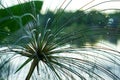 Papyrus plant reed grass by river