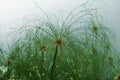 Papyrus plant reed grass by river