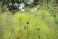 Papyrus plants